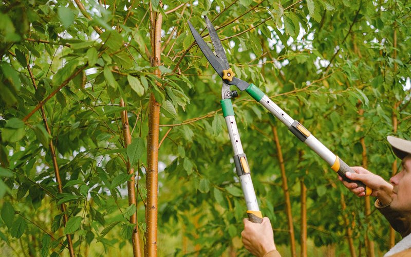Tree trimming in Carroll, IA